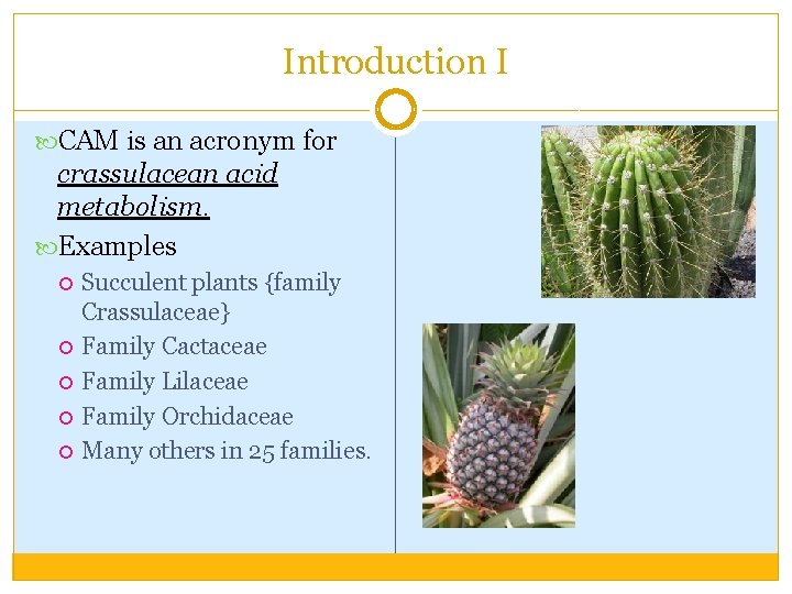 Introduction I CAM is an acronym for crassulacean acid metabolism. Examples Succulent plants {family