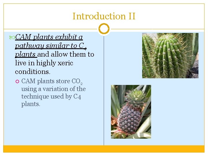 Introduction II CAM plants exhibit a pathway similar to C 4 plants and allow