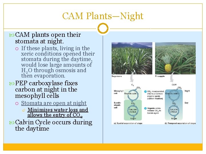 CAM Plants—Night CAM plants open their stomata at night. If these plants, living in