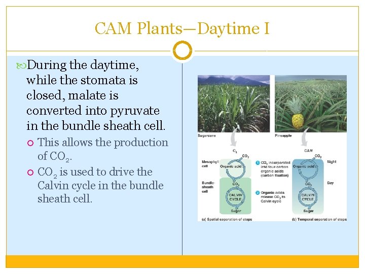 CAM Plants—Daytime I During the daytime, while the stomata is closed, malate is converted