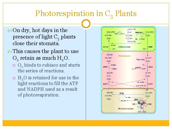 Photorespiration in C 3 Plants On dry, hot days in the presence of light