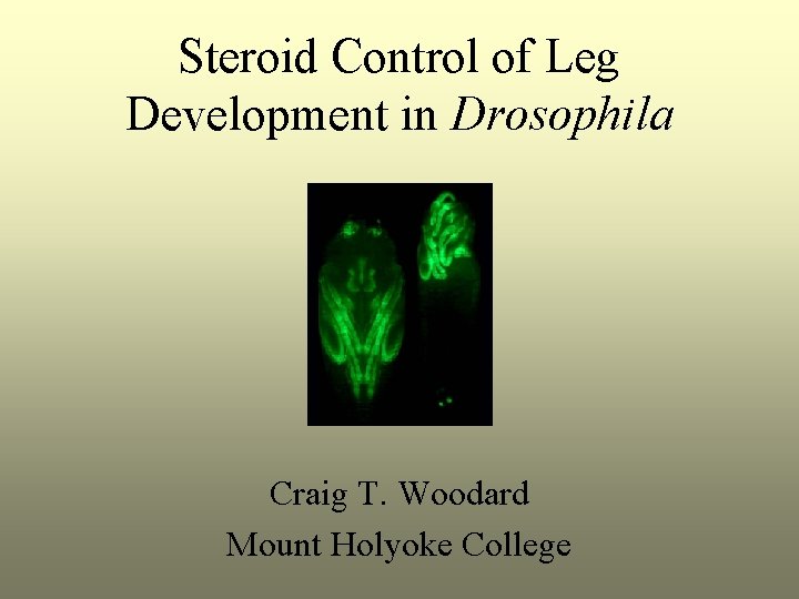 Steroid Control of Leg Development in Drosophila Craig T. Woodard Mount Holyoke College 