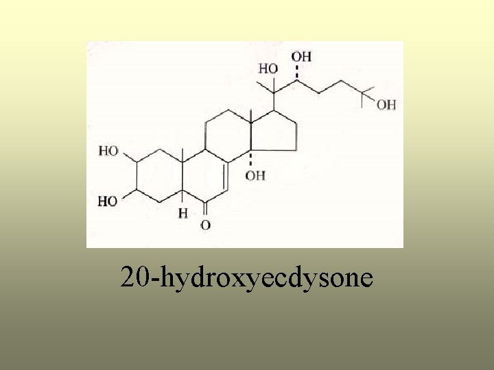 20 -hydroxyecdysone 