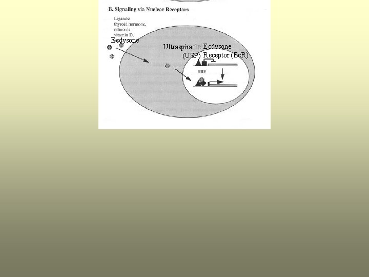 Ecdysone Ultraspiracle Ecdysone (USP) Receptor (Ec. R) 