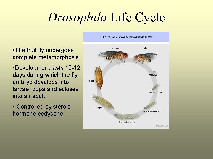 Drosophila Life Cycle • The fruit fly undergoes complete metamorphosis. • Development lasts 10