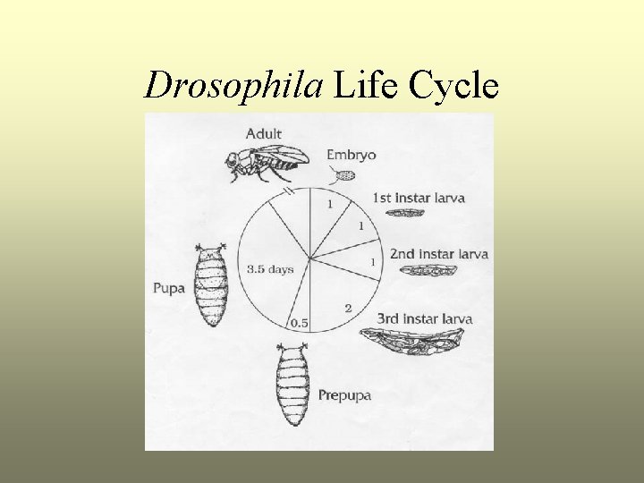 Drosophila Life Cycle 
