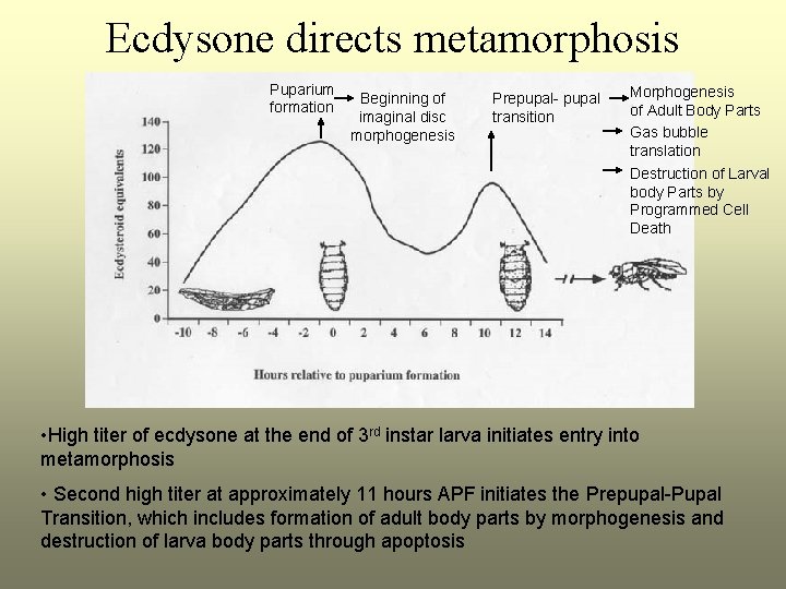 Ecdysone directs metamorphosis Puparium formation Beginning of imaginal disc morphogenesis Prepupal- pupal transition Morphogenesis