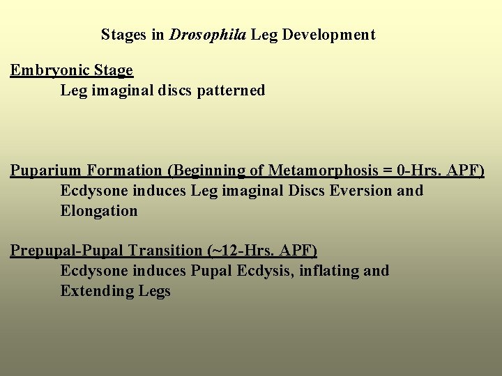 Stages in Drosophila Leg Development Embryonic Stage Leg imaginal discs patterned Puparium Formation (Beginning