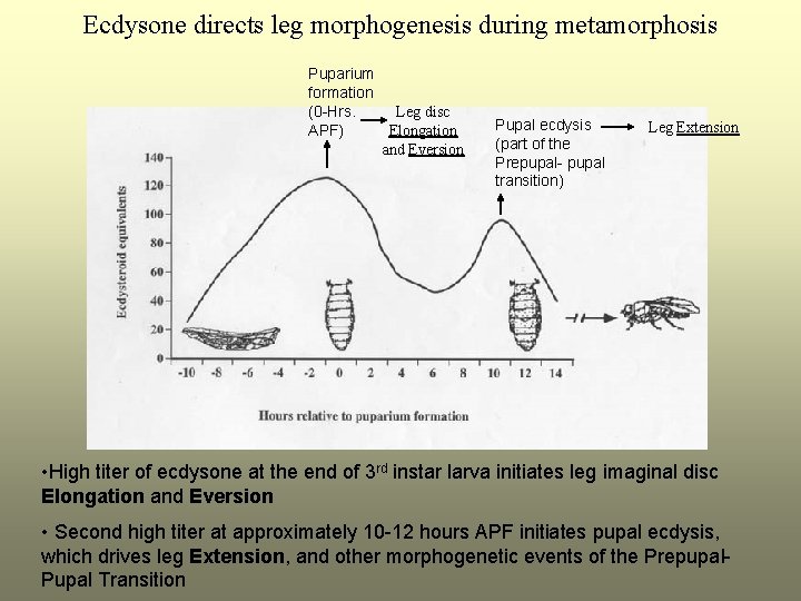 Ecdysone directs leg morphogenesis during metamorphosis Puparium formation (0 -Hrs. Leg disc APF) Elongation