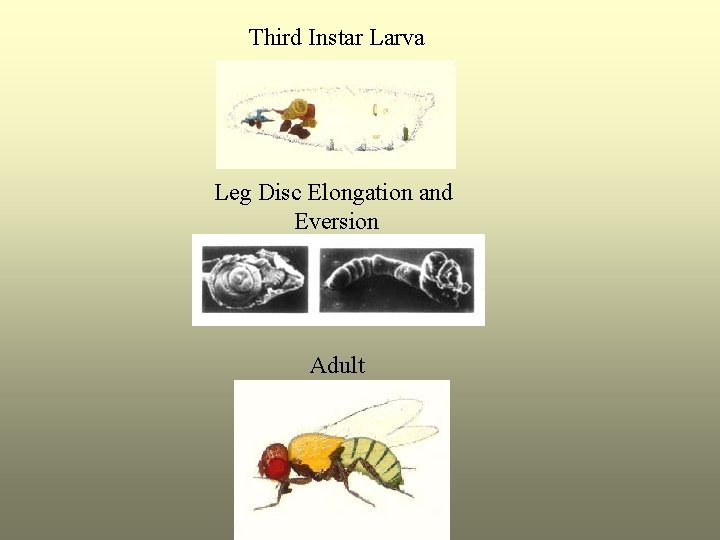 Third Instar Larva Leg Disc Elongation and Eversion Adult 