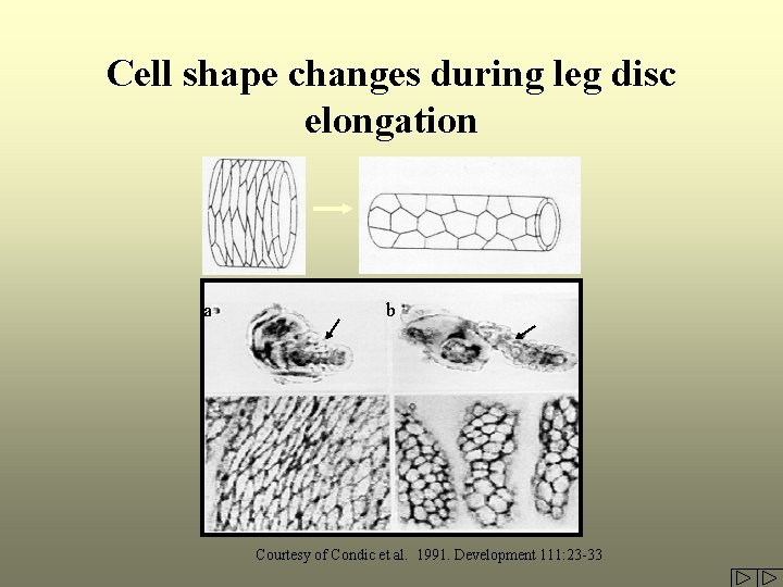 Cell shape changes during leg disc elongation a b Courtesy of Condic et al.