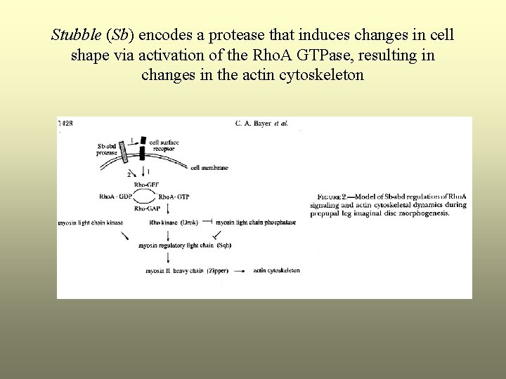 Stubble (Sb) encodes a protease that induces changes in cell shape via activation of