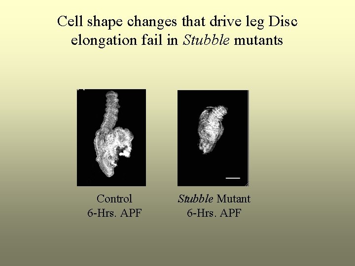 Cell shape changes that drive leg Disc elongation fail in Stubble mutants Control 6