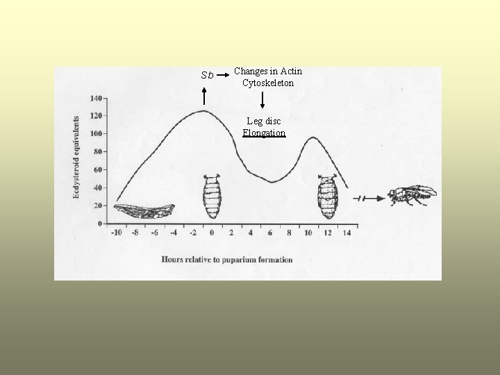 Sb Changes in Actin Cytoskeleton Leg disc Elongation 