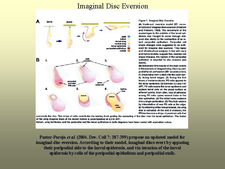 Imaginal Disc Eversion Pastor-Pareja et al. (2004. Dev. Cell 7: 387 -399) propose an
