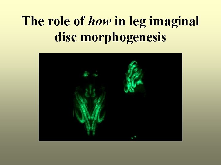 The role of how in leg imaginal disc morphogenesis 