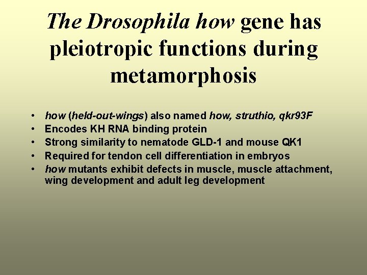 The Drosophila how gene has pleiotropic functions during metamorphosis • • • how (held-out-wings)
