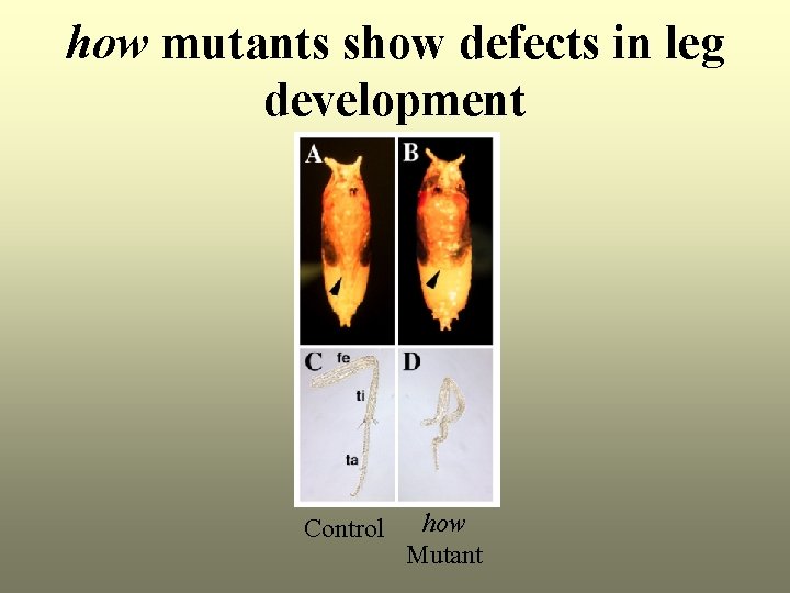 how mutants show defects in leg development Control how Mutant 