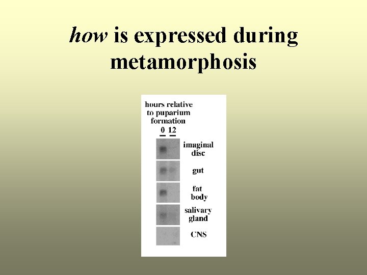 how is expressed during metamorphosis 