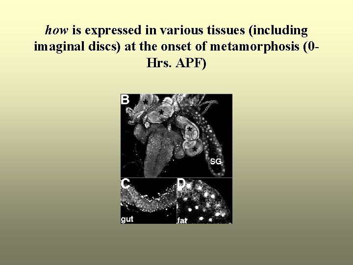 how is expressed in various tissues (including imaginal discs) at the onset of metamorphosis