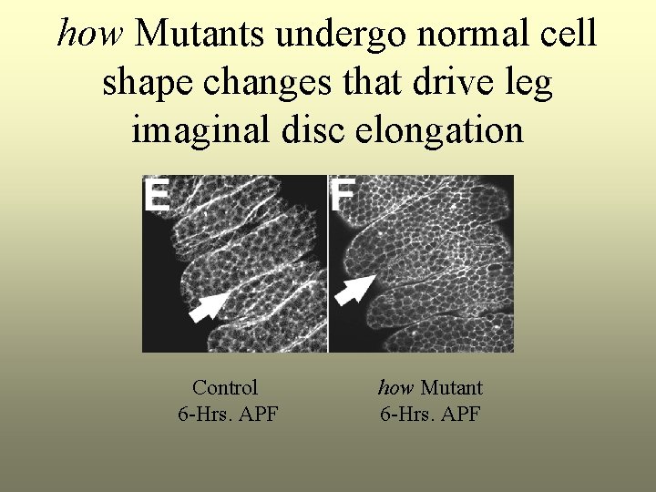 how Mutants undergo normal cell shape changes that drive leg imaginal disc elongation Control