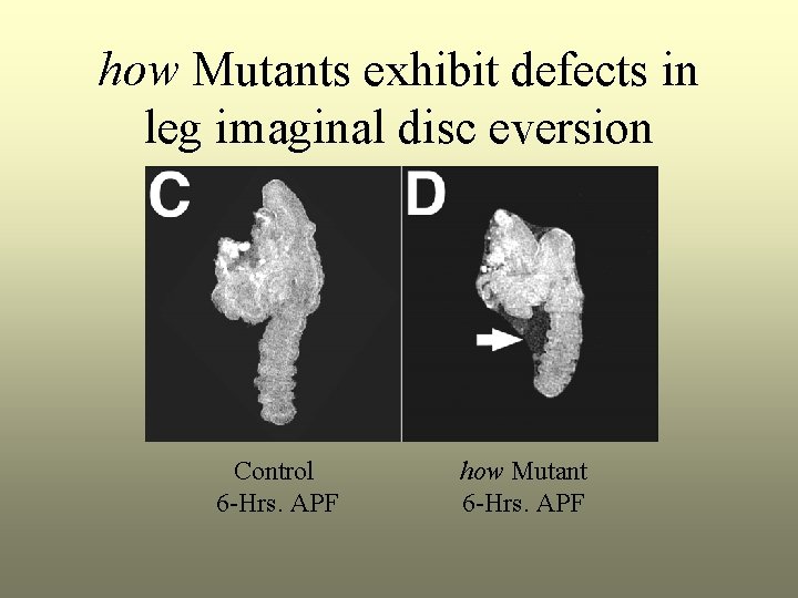 how Mutants exhibit defects in leg imaginal disc eversion Control 6 -Hrs. APF how