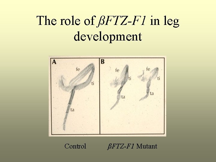 The role of ßFTZ-F 1 in leg development Control ßFTZ-F 1 Mutant 
