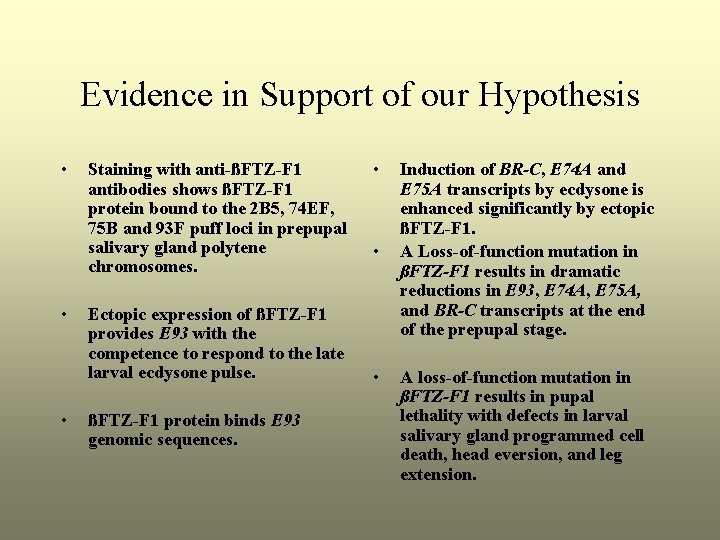 Evidence in Support of our Hypothesis • • • Staining with anti-ßFTZ-F 1 antibodies