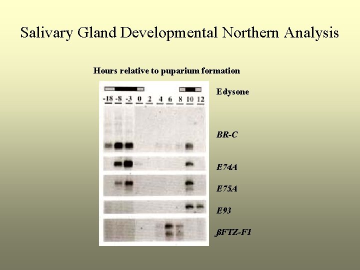 Salivary Gland Developmental Northern Analysis Hours relative to puparium formation Edysone BR-C E 74