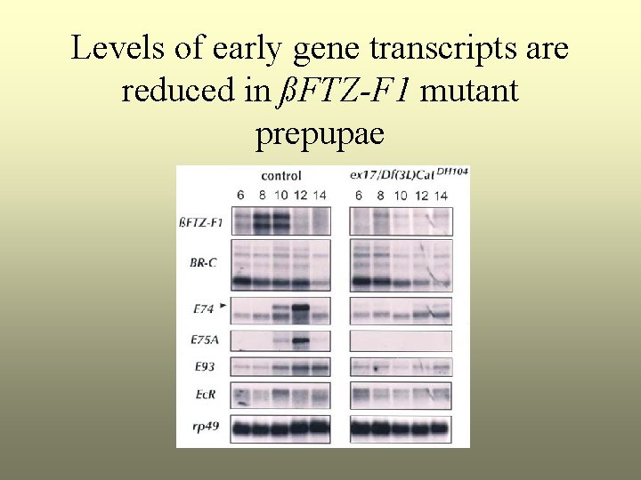 Levels of early gene transcripts are reduced in ßFTZ-F 1 mutant prepupae 