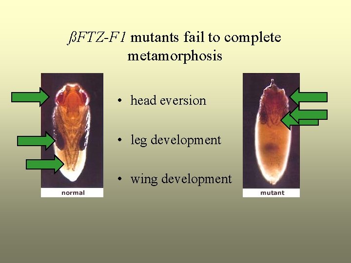 ßFTZ-F 1 mutants fail to complete metamorphosis • head eversion • leg development •