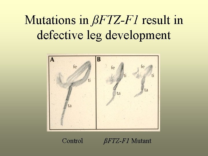 Mutations in ßFTZ-F 1 result in defective leg development Control ßFTZ-F 1 Mutant 