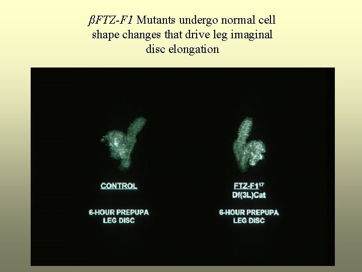 ßFTZ-F 1 Mutants undergo normal cell shape changes that drive leg imaginal disc elongation
