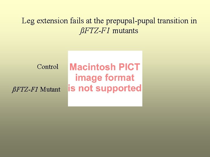 Leg extension fails at the prepupal-pupal transition in ßFTZ-F 1 mutants Control ßFTZ-F 1