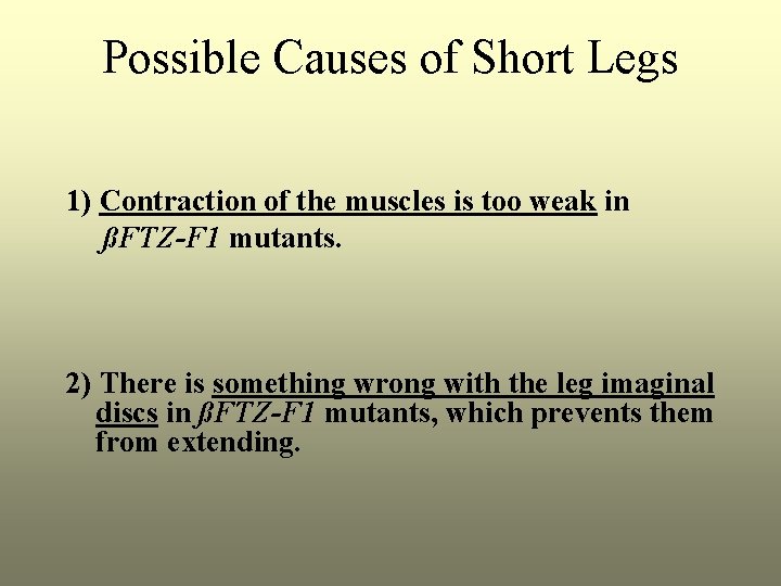 Possible Causes of Short Legs 1) Contraction of the muscles is too weak in