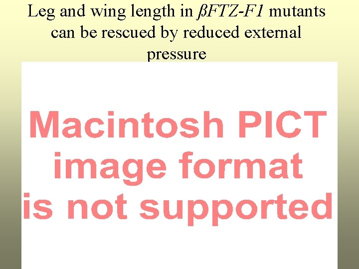 Leg and wing length in ßFTZ-F 1 mutants can be rescued by reduced external