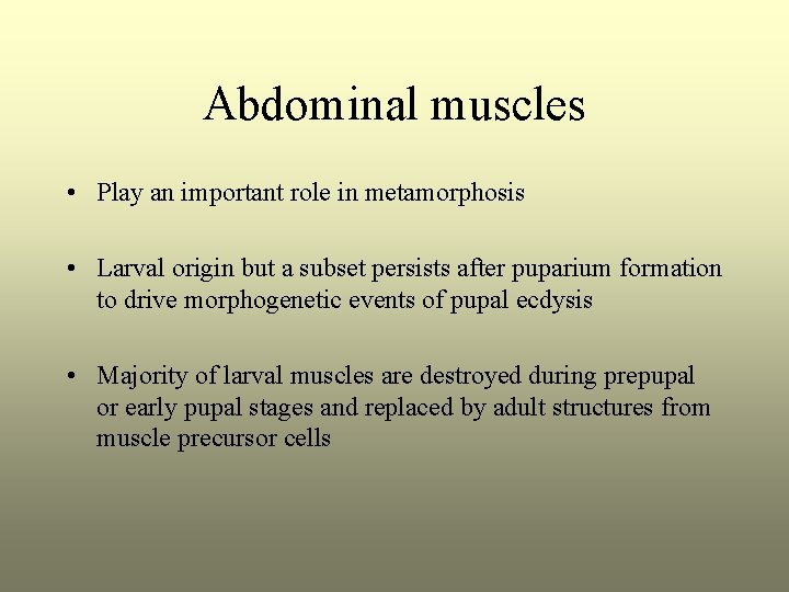 Abdominal muscles • Play an important role in metamorphosis • Larval origin but a