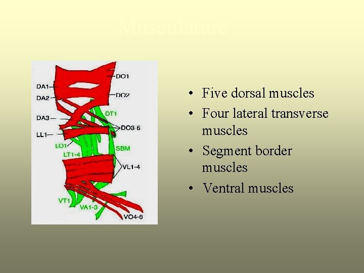 Musculature • Five dorsal muscles • Four lateral transverse muscles • Segment border muscles