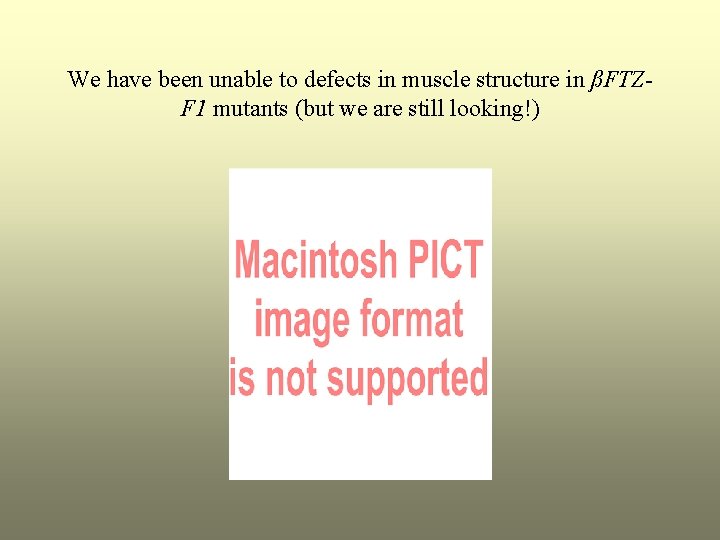 We have been unable to defects in muscle structure in ßFTZF 1 mutants (but