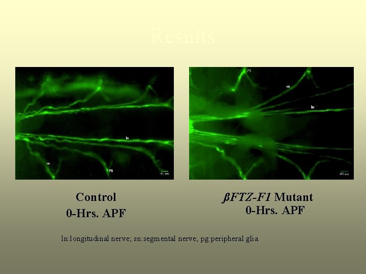 Results Control 0 -Hrs. APF ßFTZ-F 1 Mutant 0 -Hrs. APF ln: longitudinal nerve;