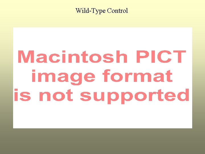 Wild-Type Control 