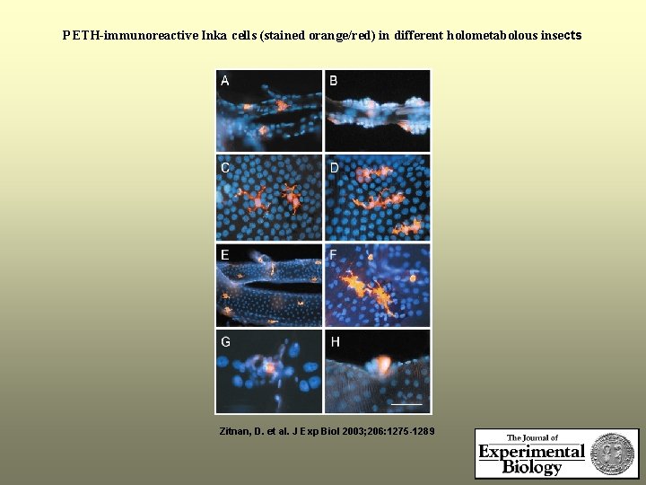 PETH-immunoreactive Inka cells (stained orange/red) in different holometabolous insects Zitnan, D. et al. J