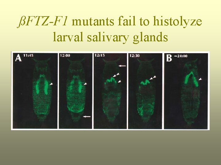 ßFTZ-F 1 mutants fail to histolyze larval salivary glands 