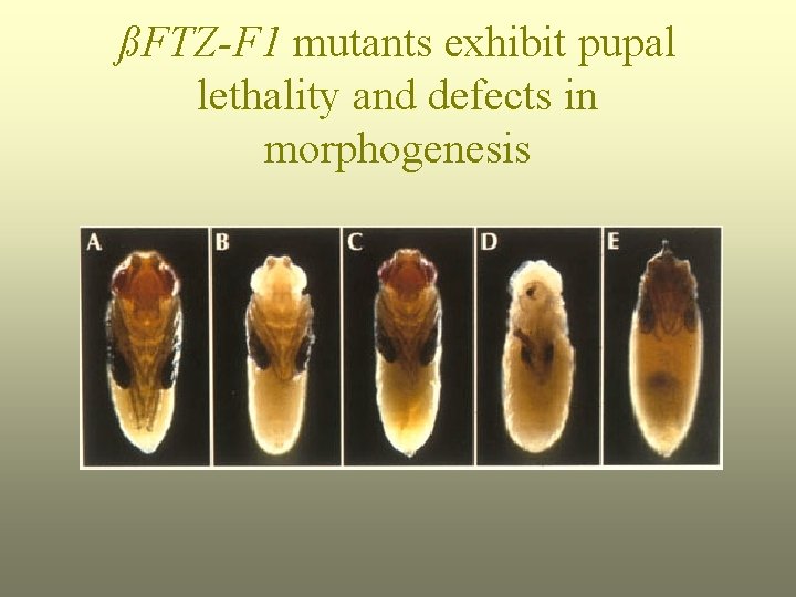 ßFTZ-F 1 mutants exhibit pupal lethality and defects in morphogenesis 