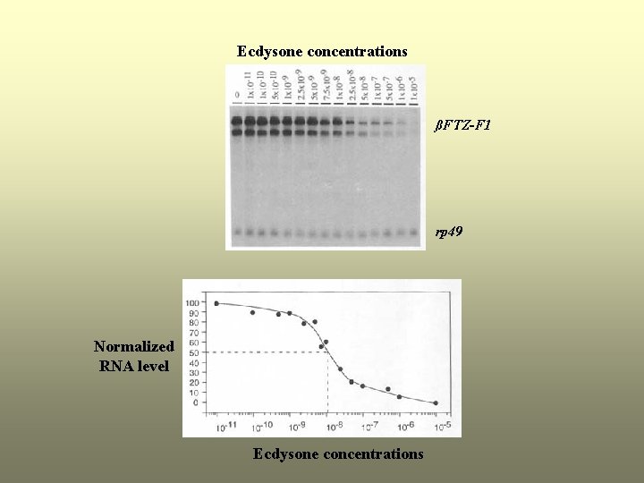 Ecdysone concentrations ßFTZ-F 1 rp 49 Normalized RNA level Ecdysone concentrations 