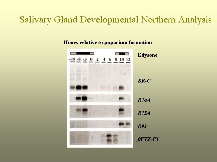 Salivary Gland Developmental Northern Analysis Hours relative to puparium formation Edysone BR-C E 74