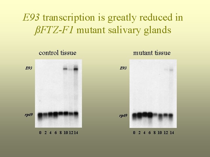 E 93 transcription is greatly reduced in ßFTZ-F 1 mutant salivary glands control tissue
