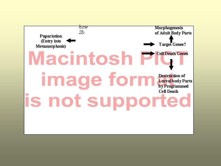 Pupariation (Entry into Metamorphosis) how Sb Morphogenesis of Adult Body Parts Target Genes? Cell