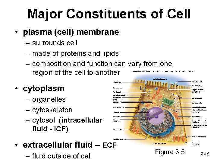 Major Constituents of Cell • plasma (cell) membrane – surrounds cell – made of