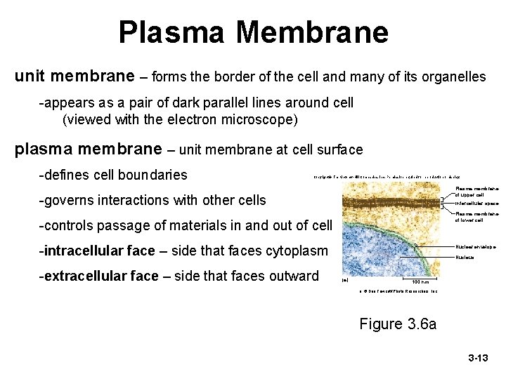 Plasma Membrane unit membrane – forms the border of the cell and many of